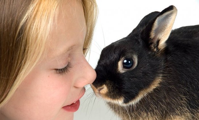 кролик-стоит-ли-его-покупать-ребенку